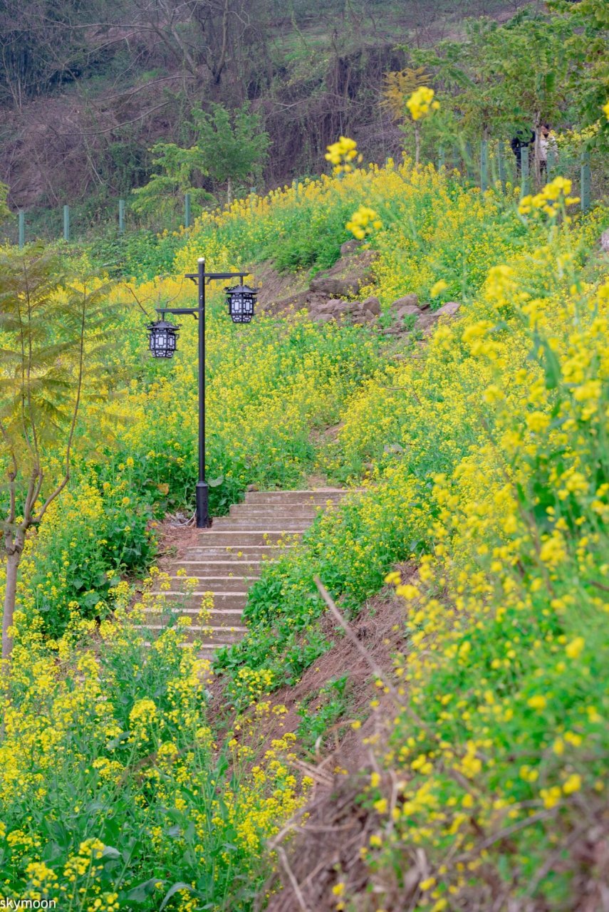 石盘村油菜花图片