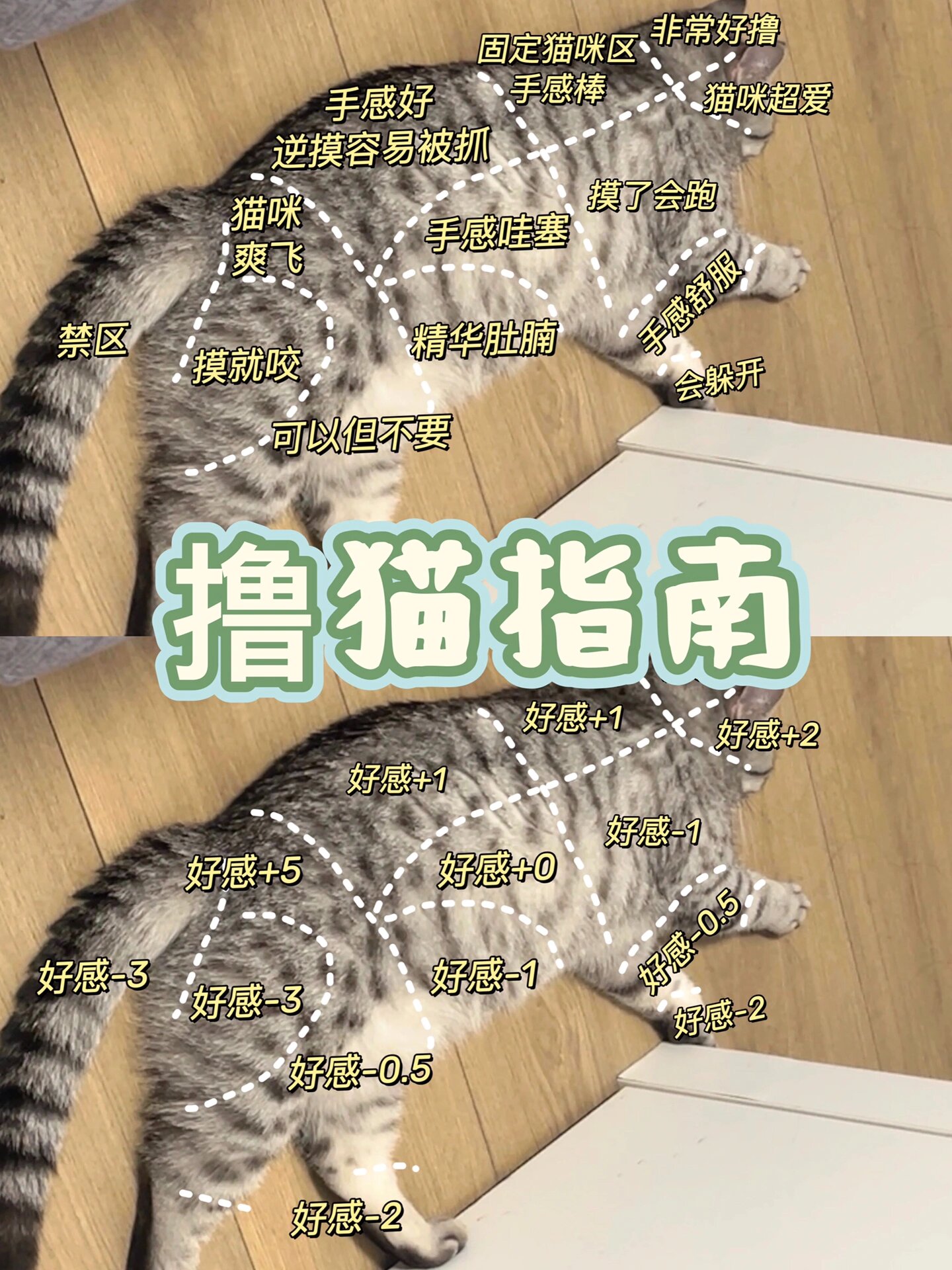 猫�最渴望被摸的五个部位❗️让猫猫爱上你