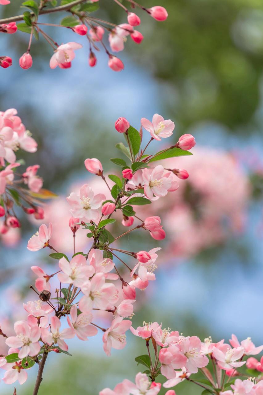 94 当春天的脚步悄然而至,海棠花便以其独特的魅力绽放在枝头,它们