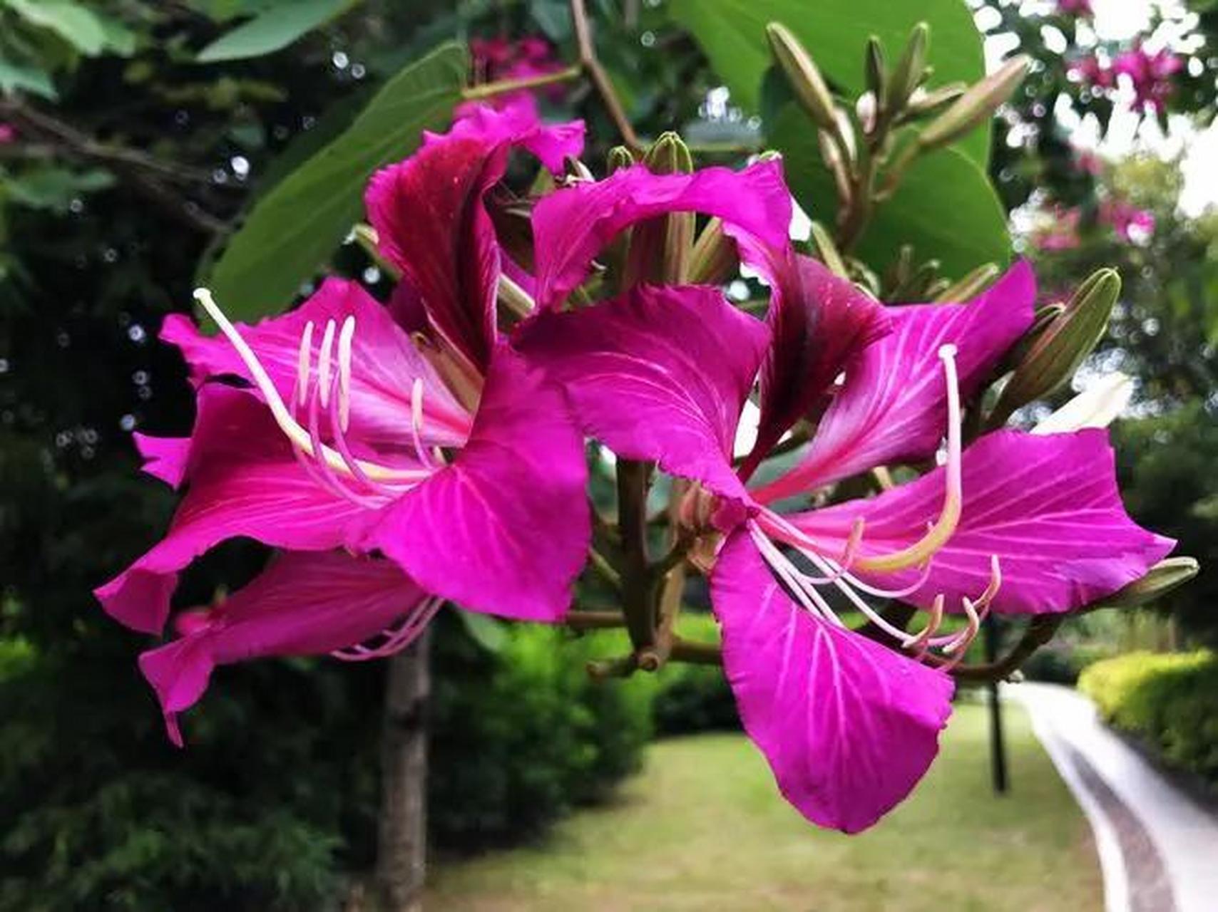 1000~1200元/棵(米径15cm)  羊蹄甲又叫洋紫荆,它的生态习性:  喜温暖