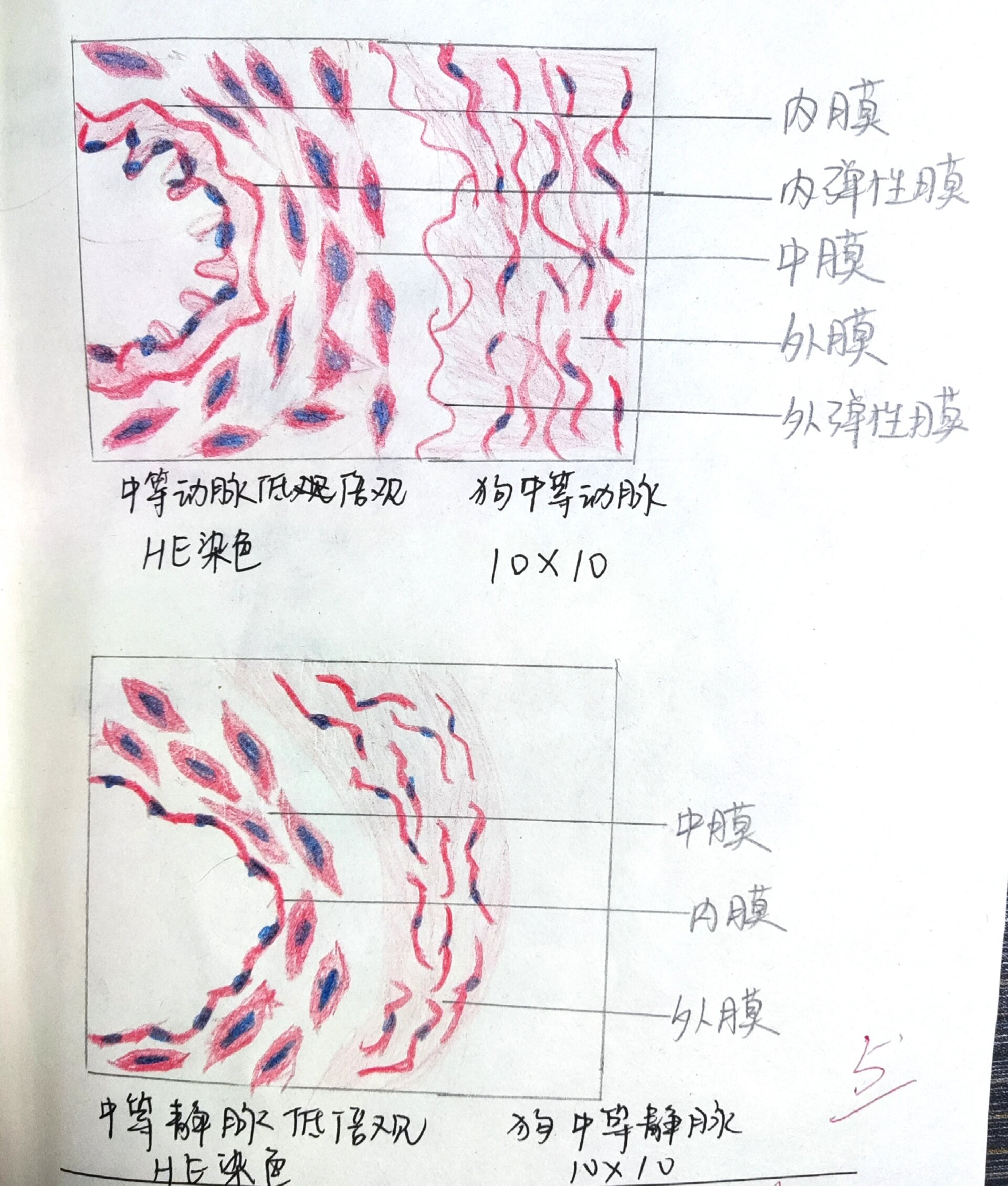 小静脉光镜图图片