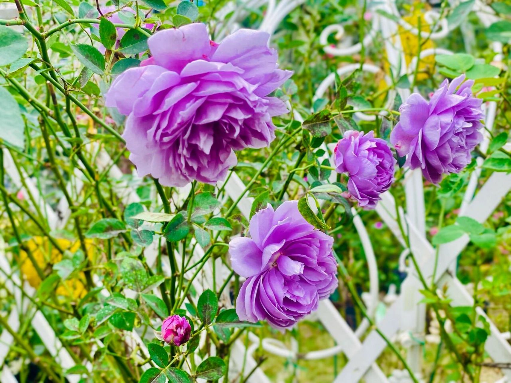 准备淘汰的空蒙棒棒糖 #空蒙月季# 一夏天被我嫌弃的空蒙现在终于正儿