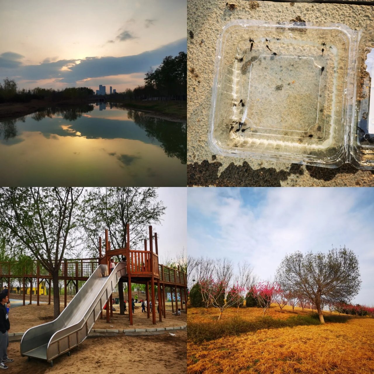 北京溜娃人少小众公园—黑桥公园 医院憋了快十天,今天带娃去了一个人