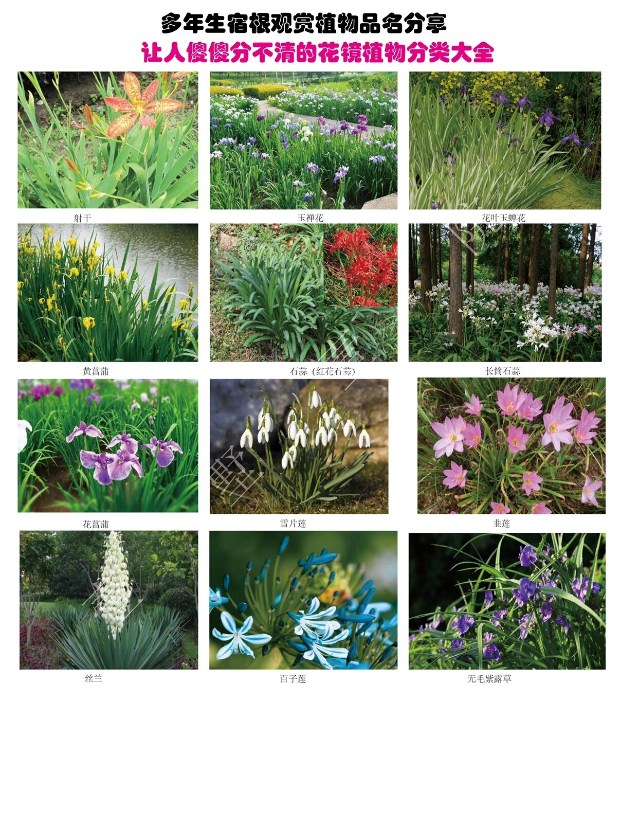 花镜植物之多年生宿根草本植物分享