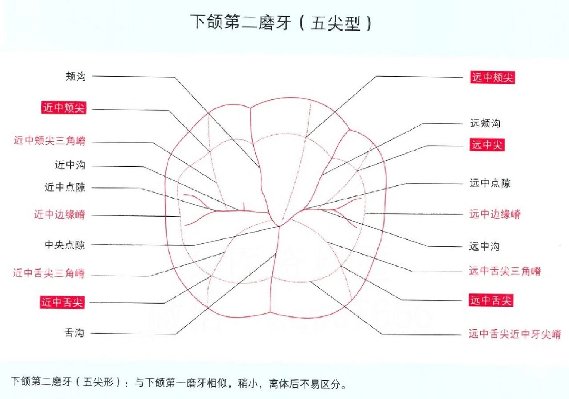 下颌第二磨牙形态-绘图 下颌第二磨牙形态(五尖型) 1.近中沟 2.