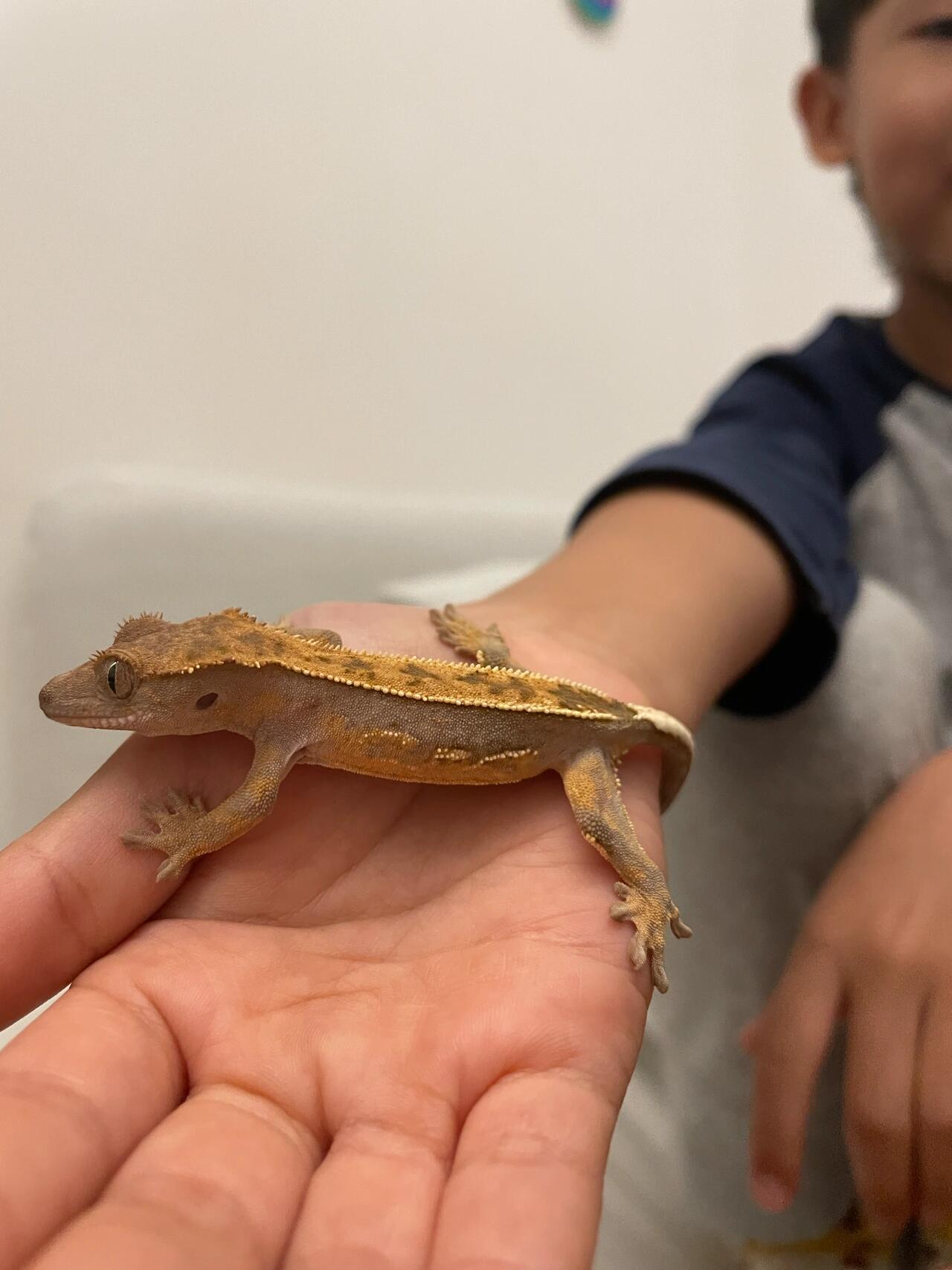 给孩子买一只睫角守宫花费多少钱?