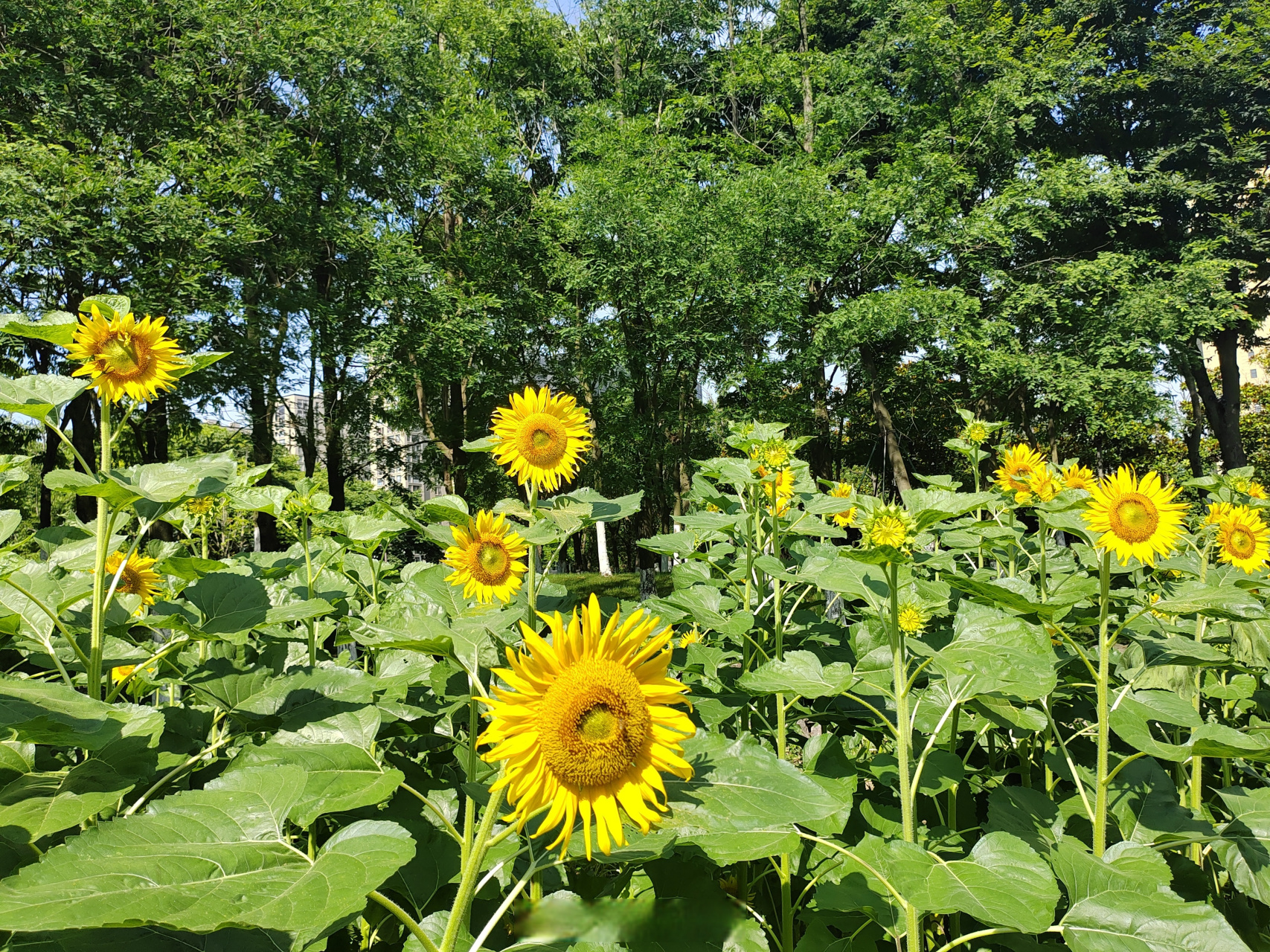 【成片向日葵陆续开放】#美丽宁波# 近几天,宁波持续高温,艳阳高照.