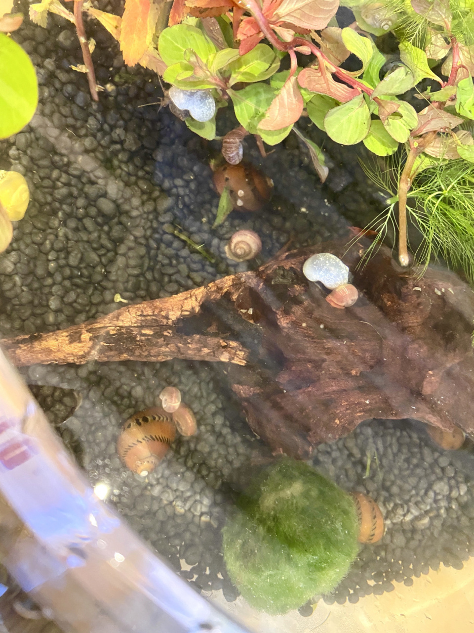 观赏海螺饲养和繁殖 今年五月份买的海螺,有黄金螺,蓝神秘螺,苹果螺