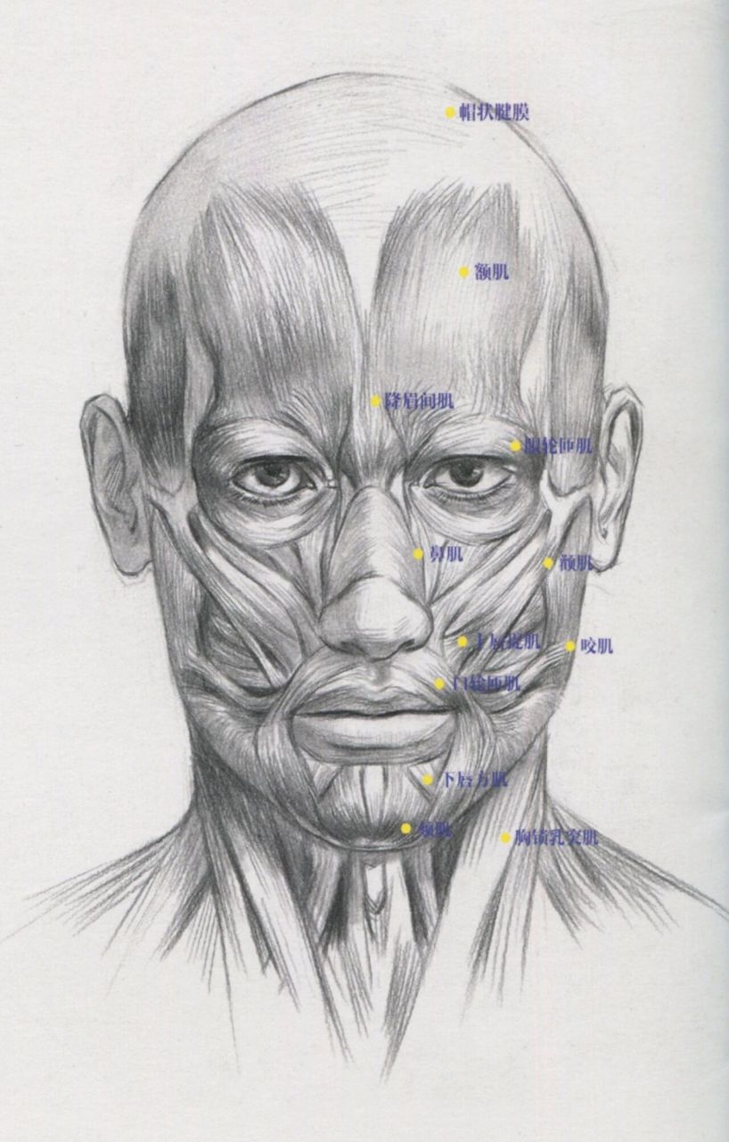 人体头部结构 素描图片