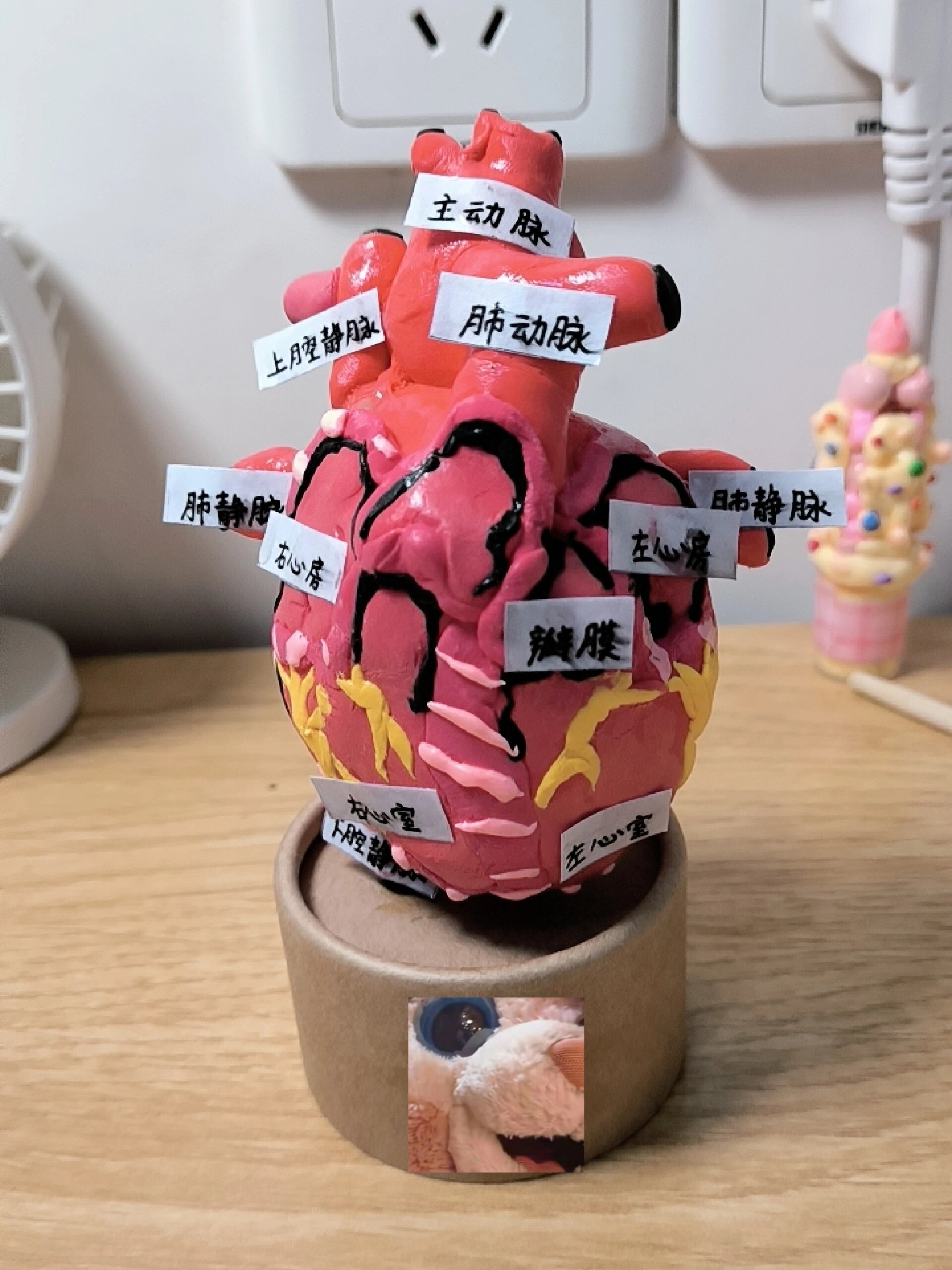 自制心脏模型.