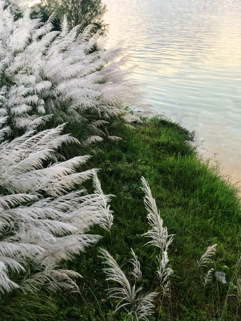 汉江濂水河畔湿地公园图片