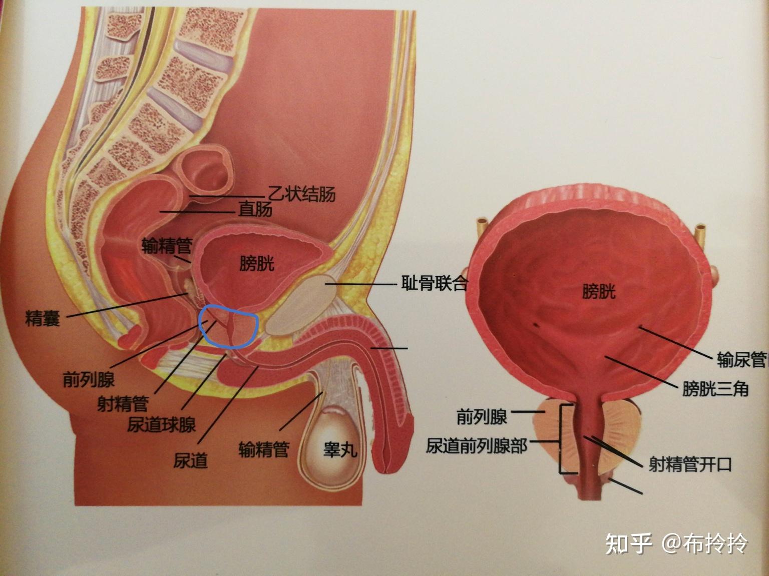 前列腺炎位置示意图图片