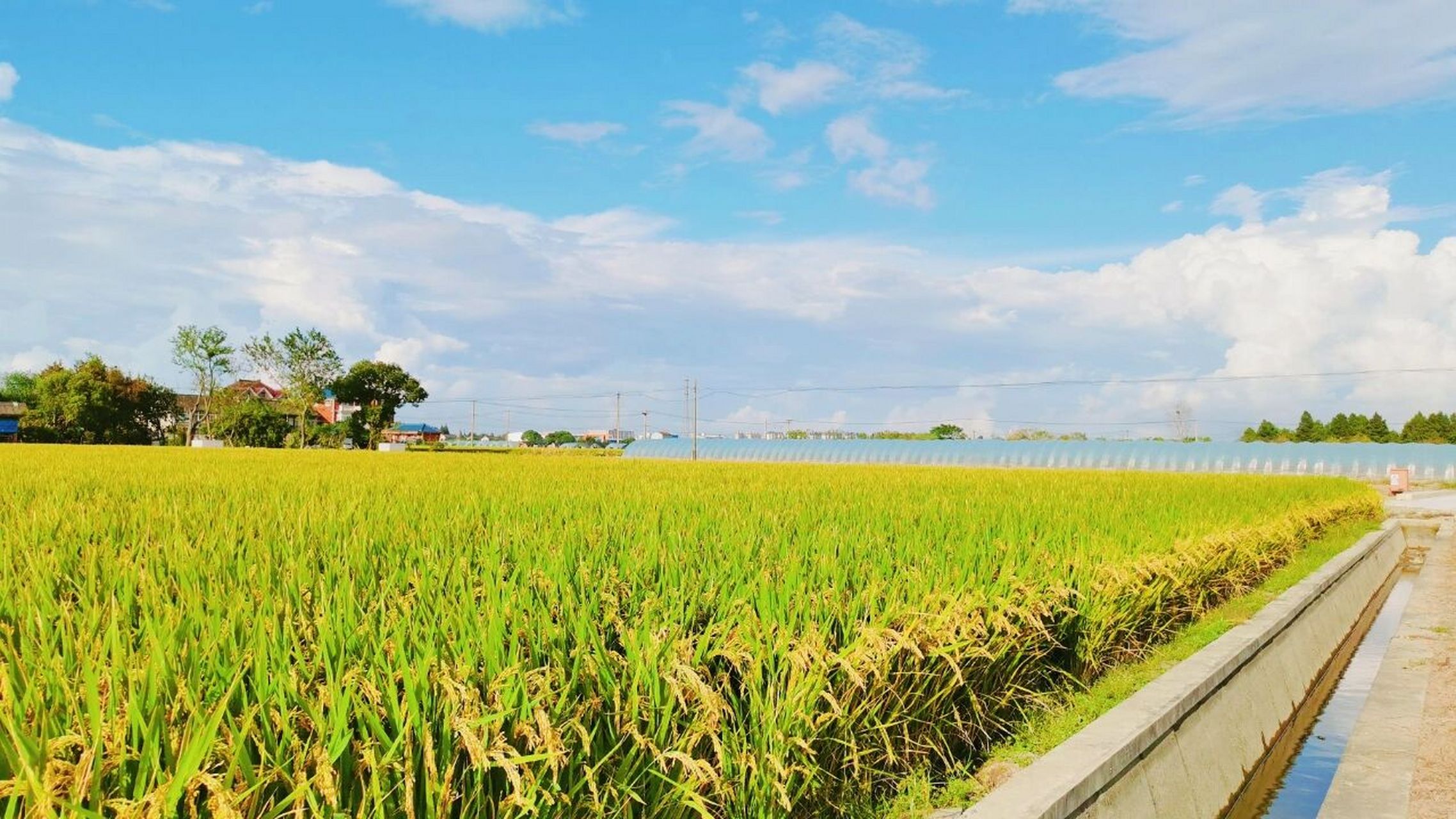 秋天的田野 今天去了一次郊区,恰逢晴空万里,和风煦煦,天那么高,那么