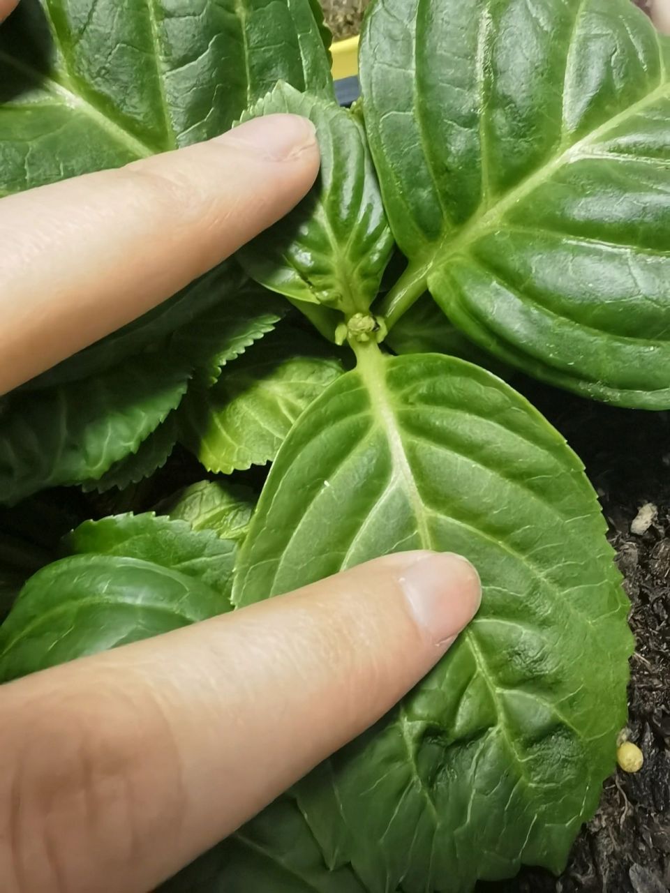 绣球掐不掐花苞 总看教程说想让绣球长高长壮就要在