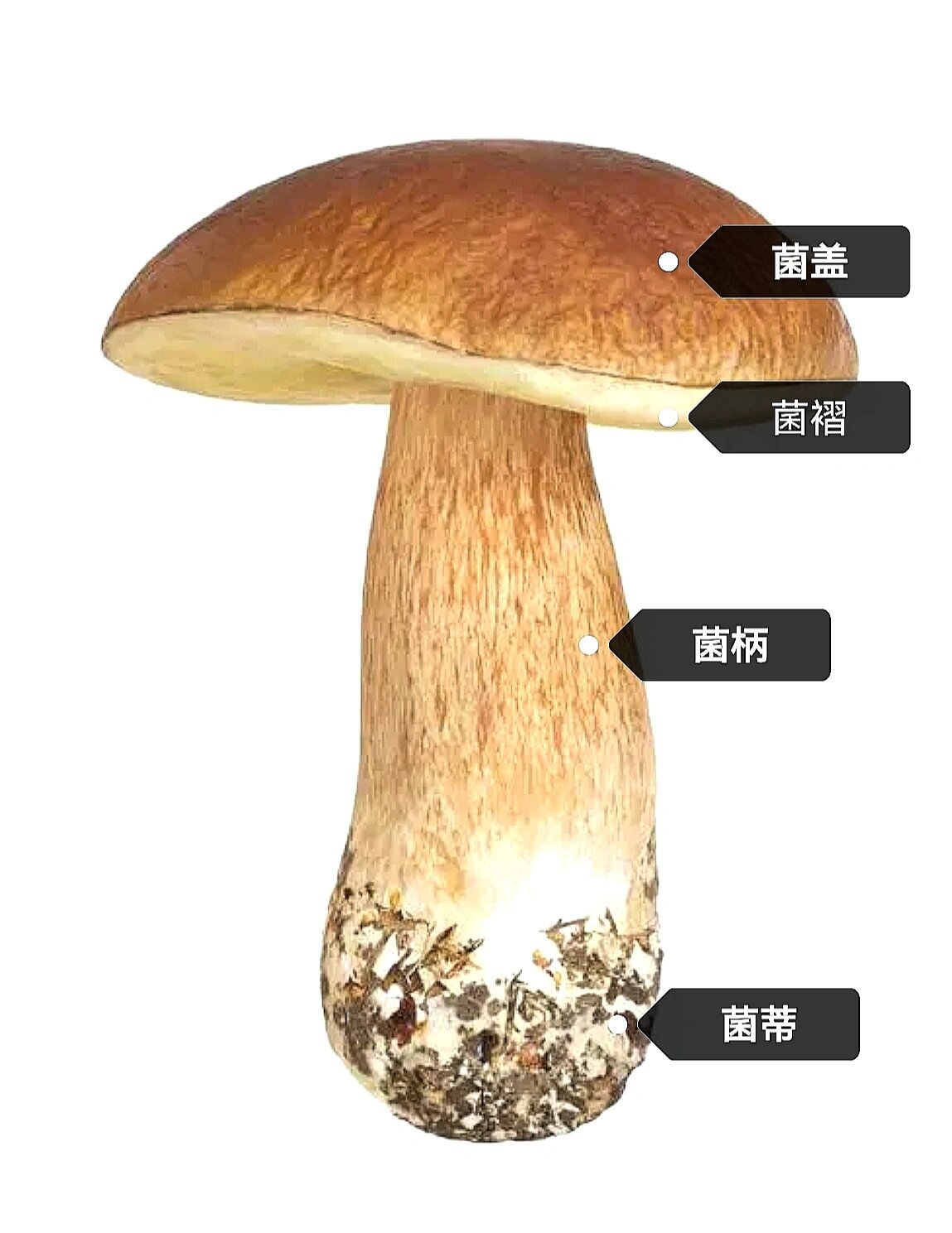但很多朋友在处理蘑菇的时候,经常拿不准哪些部位可以吃,以及怎样清洗