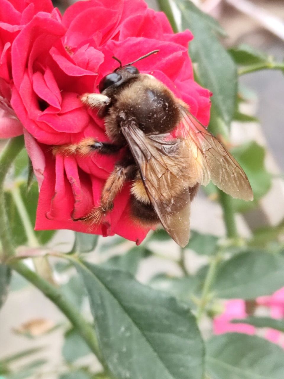 中华绒木蜂 胖胖毛茸茸的中华绒木蜂,一开始我还误以为是熊蜂,后来查