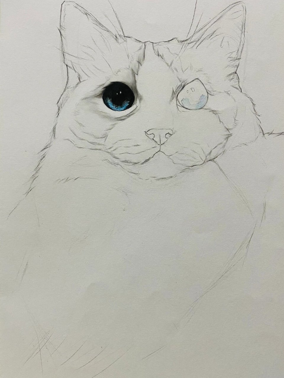 初中生绘画/精微素描/布偶猫 初三学生绘制的自己家的仙女猫咪 名叫