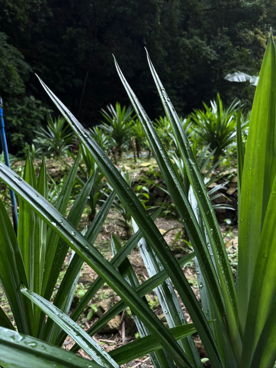 斑斓(pandan)是露兜树科露兜属香露兜的新鲜叶,又名斑兰叶,甲抛叶