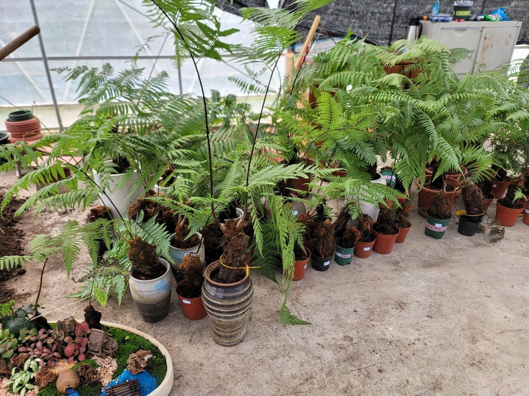 金毛狗蕨 大家别再买卖金毛狗蕨(金丝猴蕨)了,现在国家在抓这个了