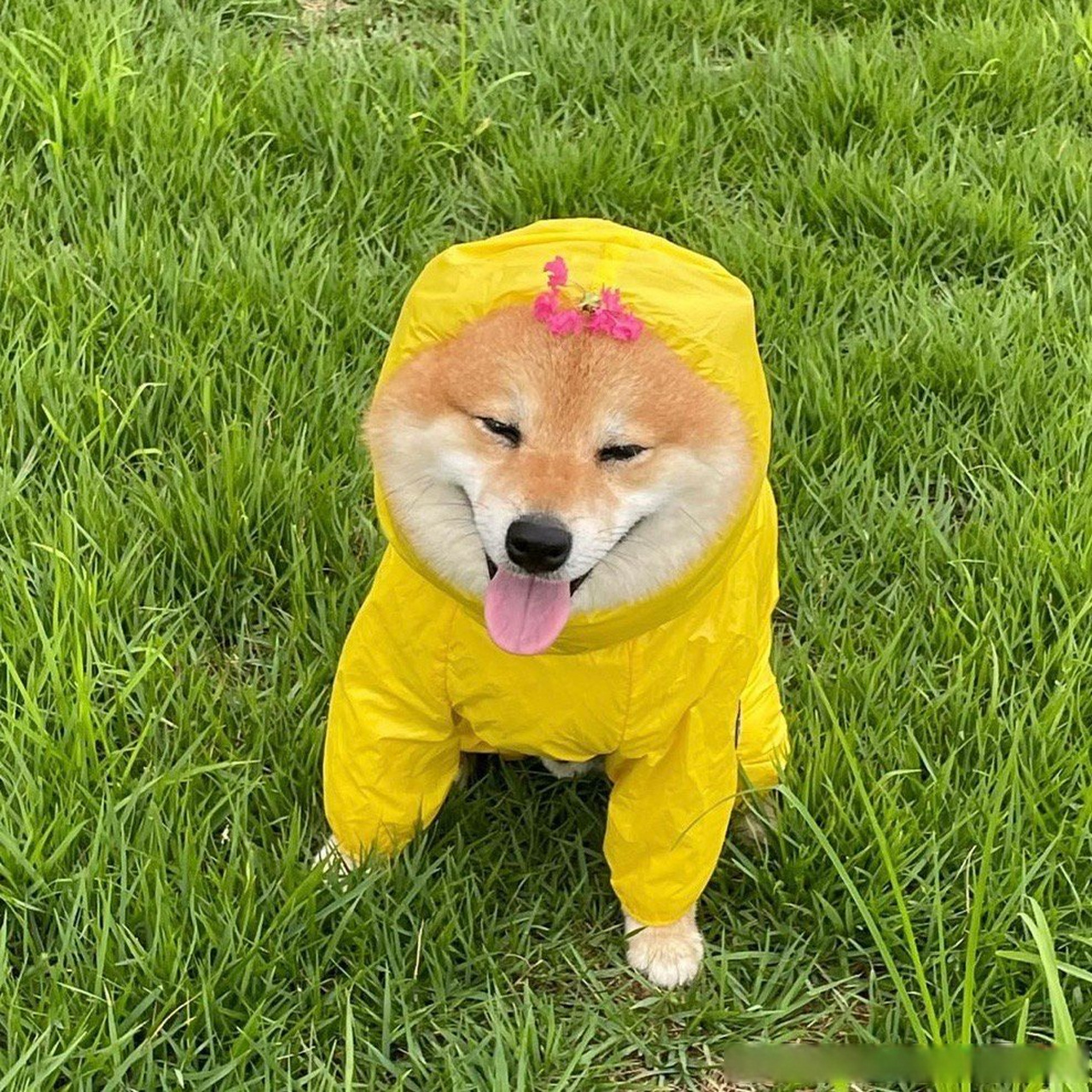 黄色系雨衣真的很适合小橘狗穿呀,主打的就是一个村里最靓的崽[大笑].