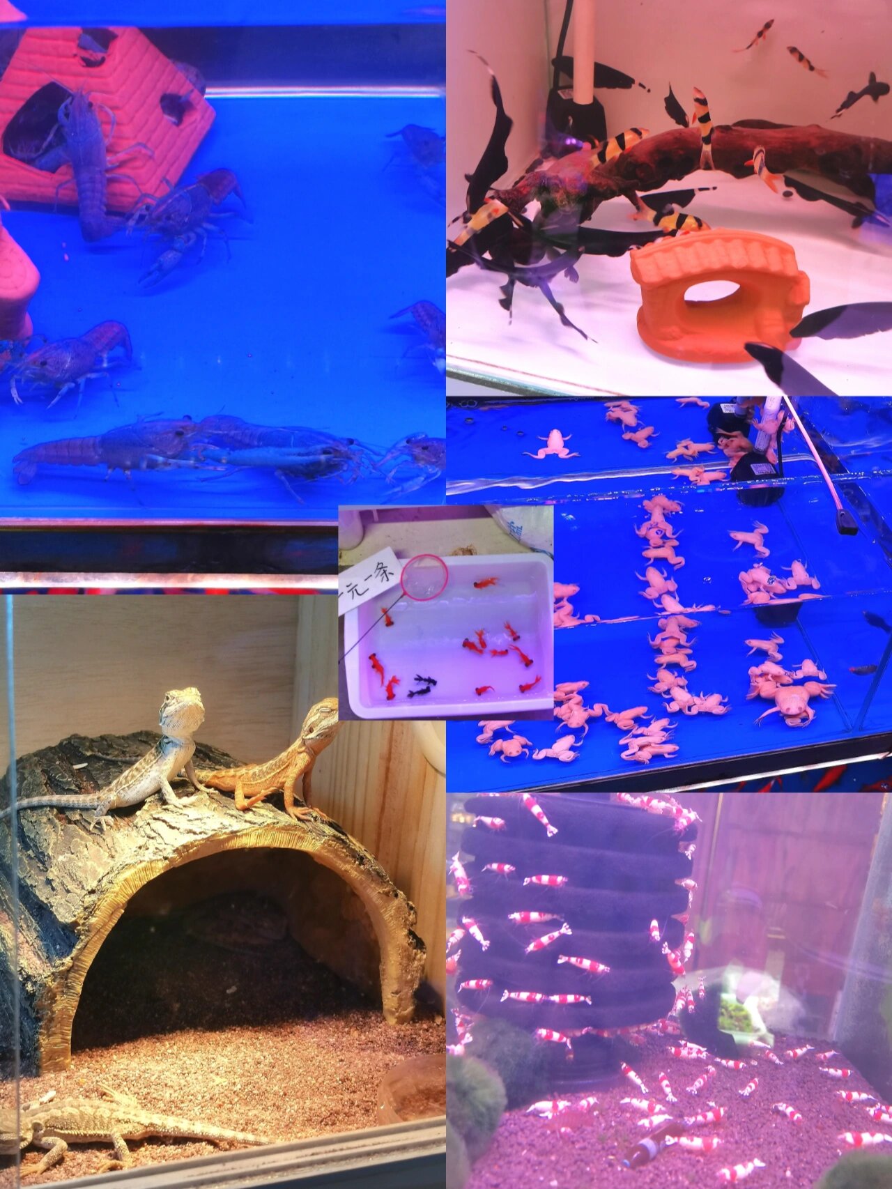 吉林市雅兴缘花鸟鱼交易市场