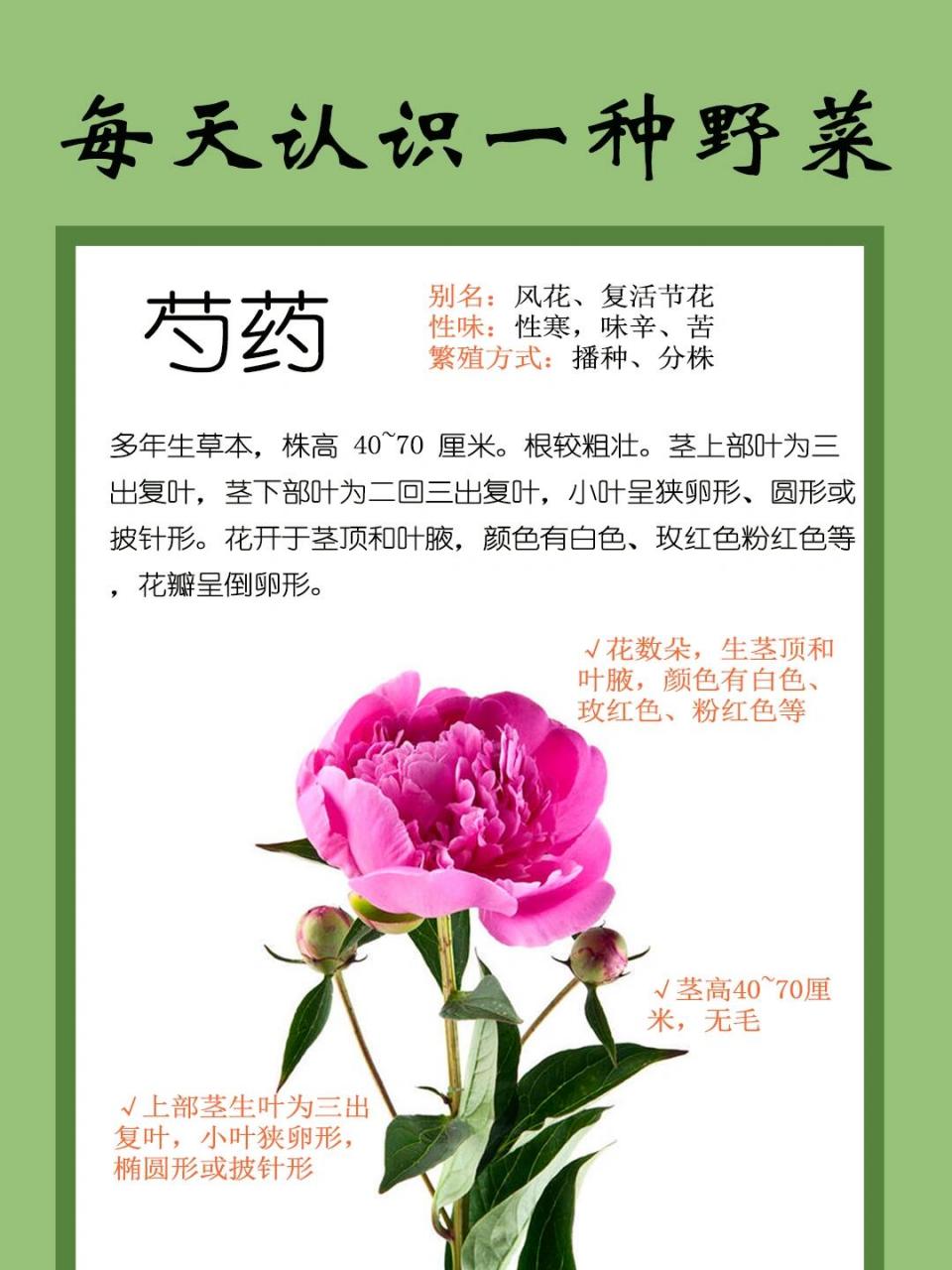 每天认识一种野菜-芍药 多年生草本,株高 40~70 厘米.根较粗壮.