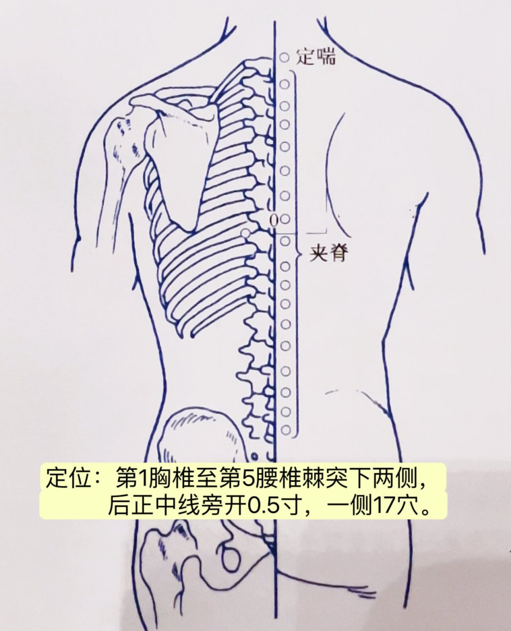 腰夹脊的准确位置图图片