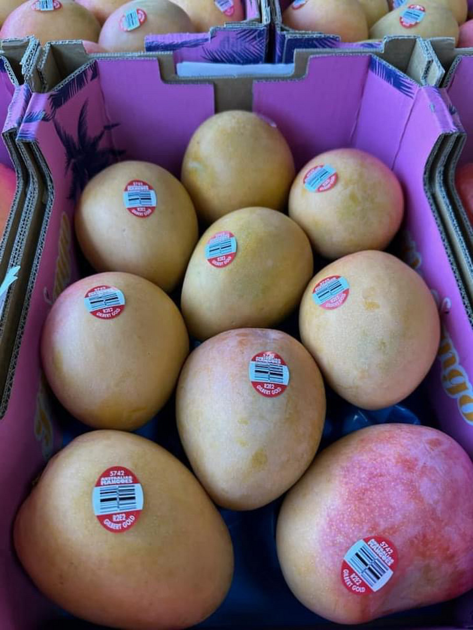 澳洲芒r2e2是世界闻名的芒果品种 澳洲芒r2e2是世界闻名的芒果品种,有