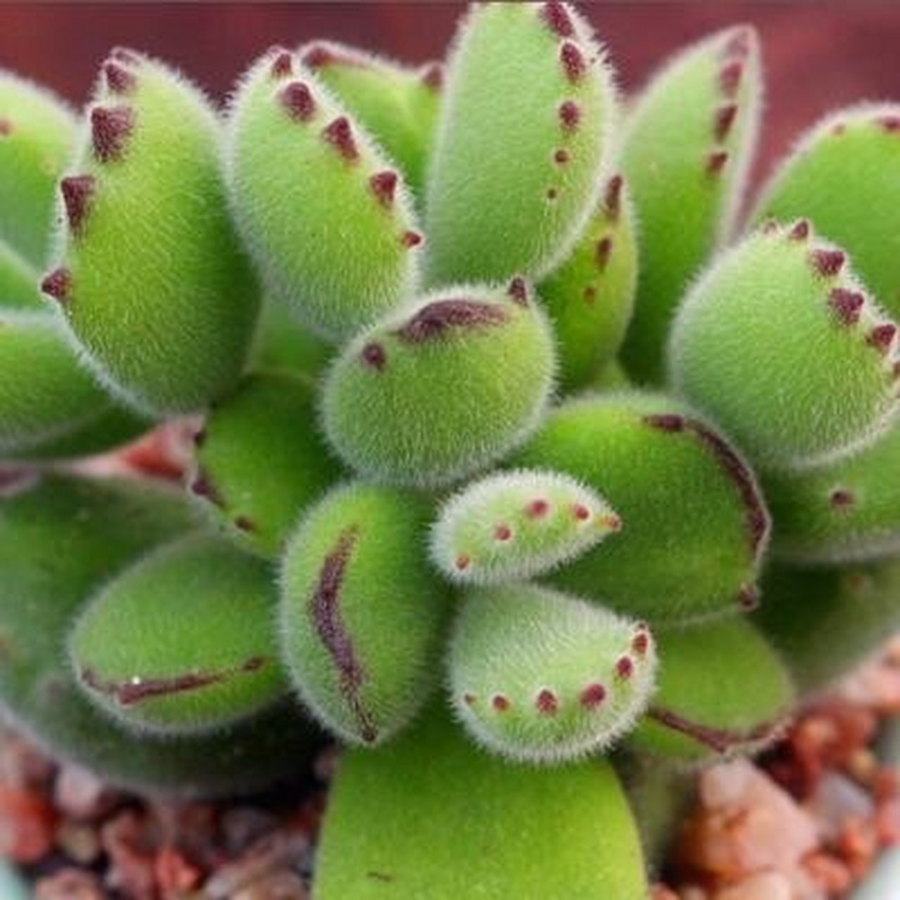 多肉里面最萌的,当属熊童子啦,几乎人手一盆,养好状态的熊童子,爪尖