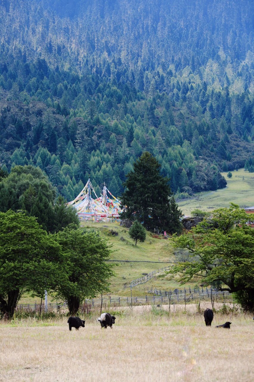旅行日记|鲁朗镇扎西岗村 享受慢时光 进藏途中遇天色渐晚,需找个