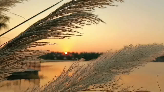 湛江遂溪玥珑湖,湖边芦苇落日,夕照芦苇一番美景