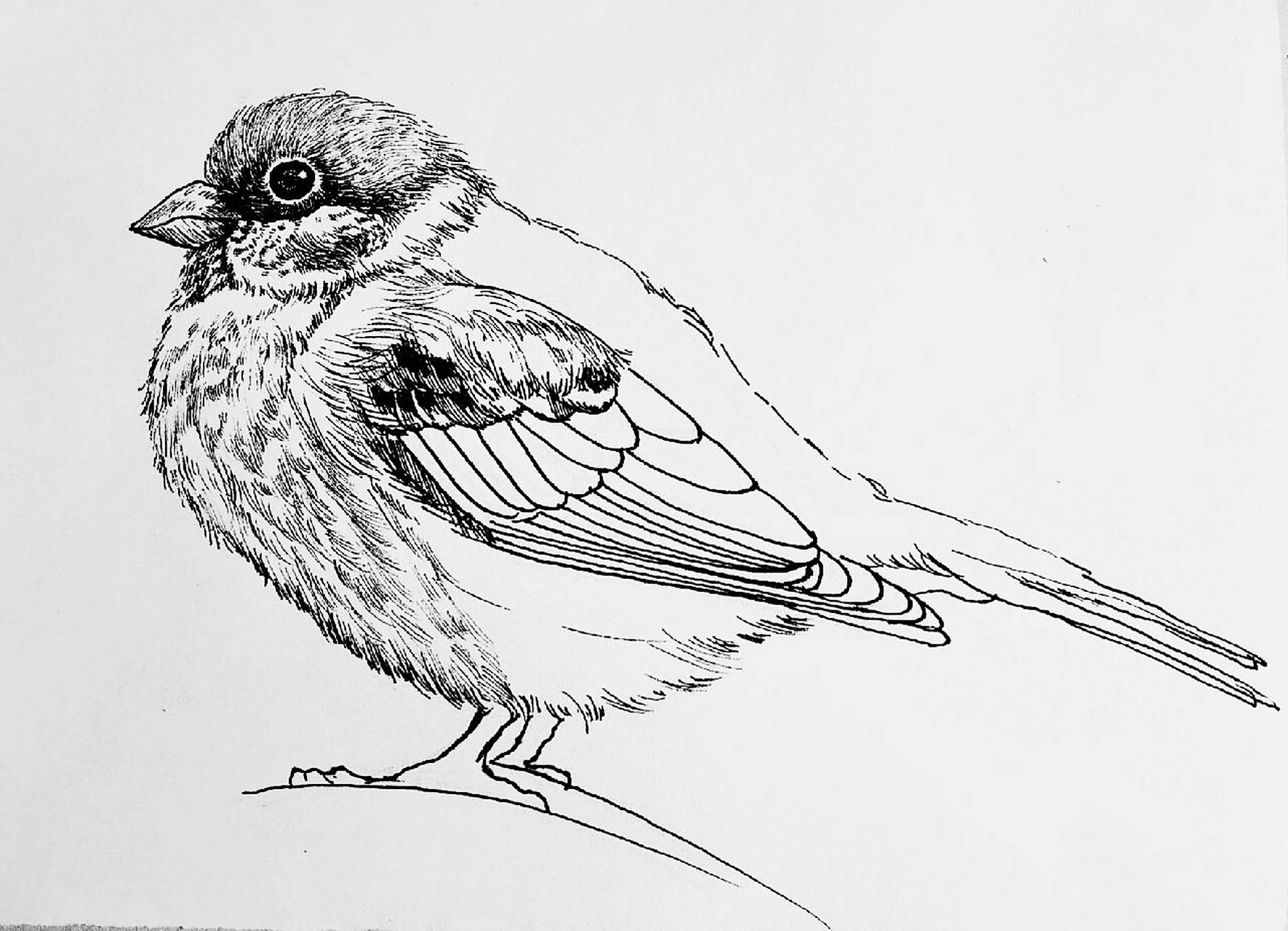 黑白线描写生动物—麻雀(包含绘画详过程) 疫情画画日常～ 67没回