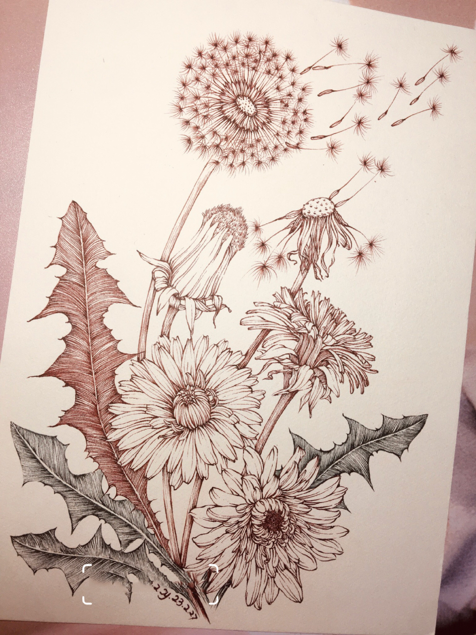 153蒲公英 蒲公英很可爱,就是老是画不好