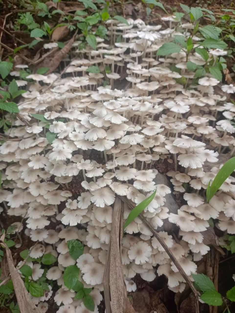 缅甸鸡枞花94 采茶累边看见的,顺便拍了照片,我们这边没有人吃,因为