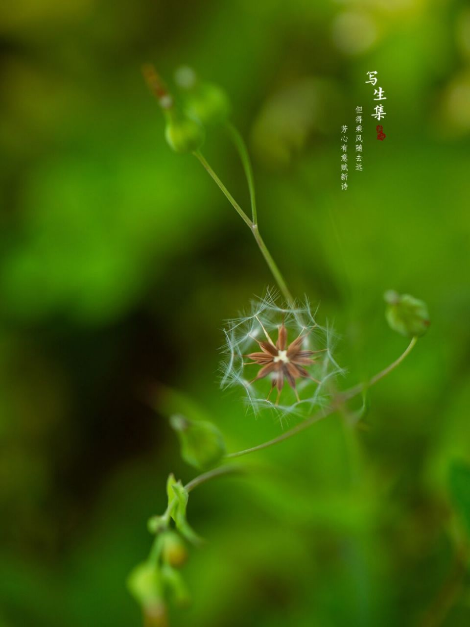 黄鹌菜的种子图片