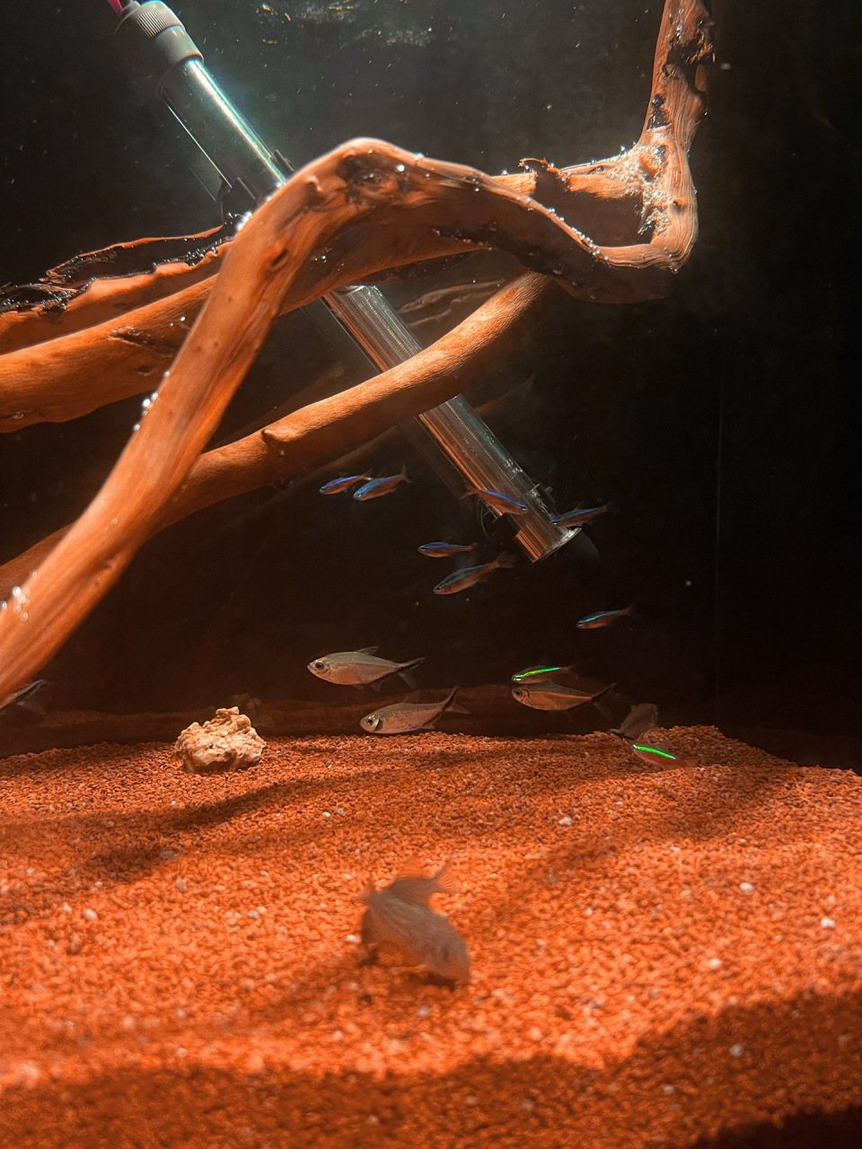 超简单的南美缸造景60156015 用杜鹃根做南美缸造景简单大气