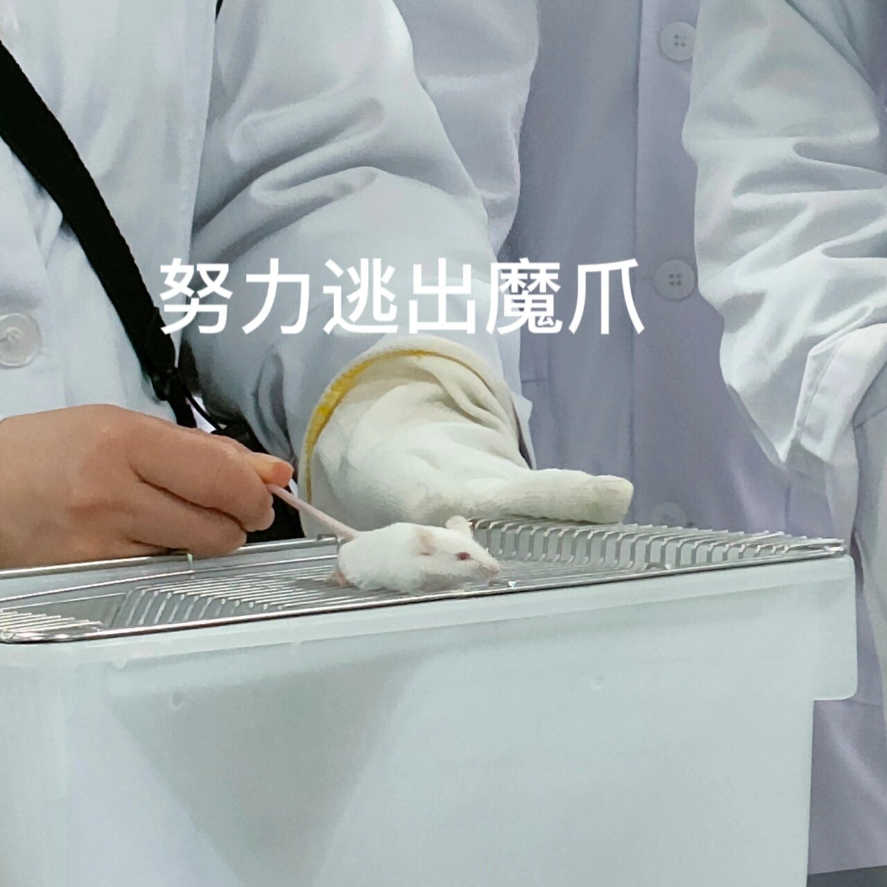 小白鼠表情包 真的小白鼠太可爱了,就是味道有点重