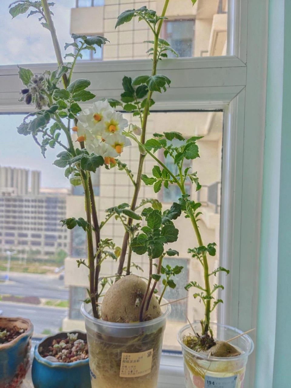 水培植物 水培土豆  疫情期间种下的水培土豆,开出了白色,紫色的小花