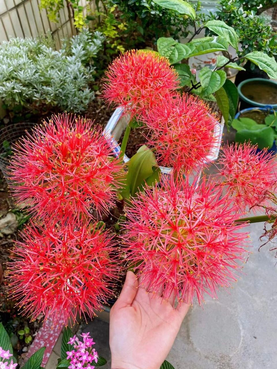 一年才開一次的网球花 网球花的花语是野性的热爱.