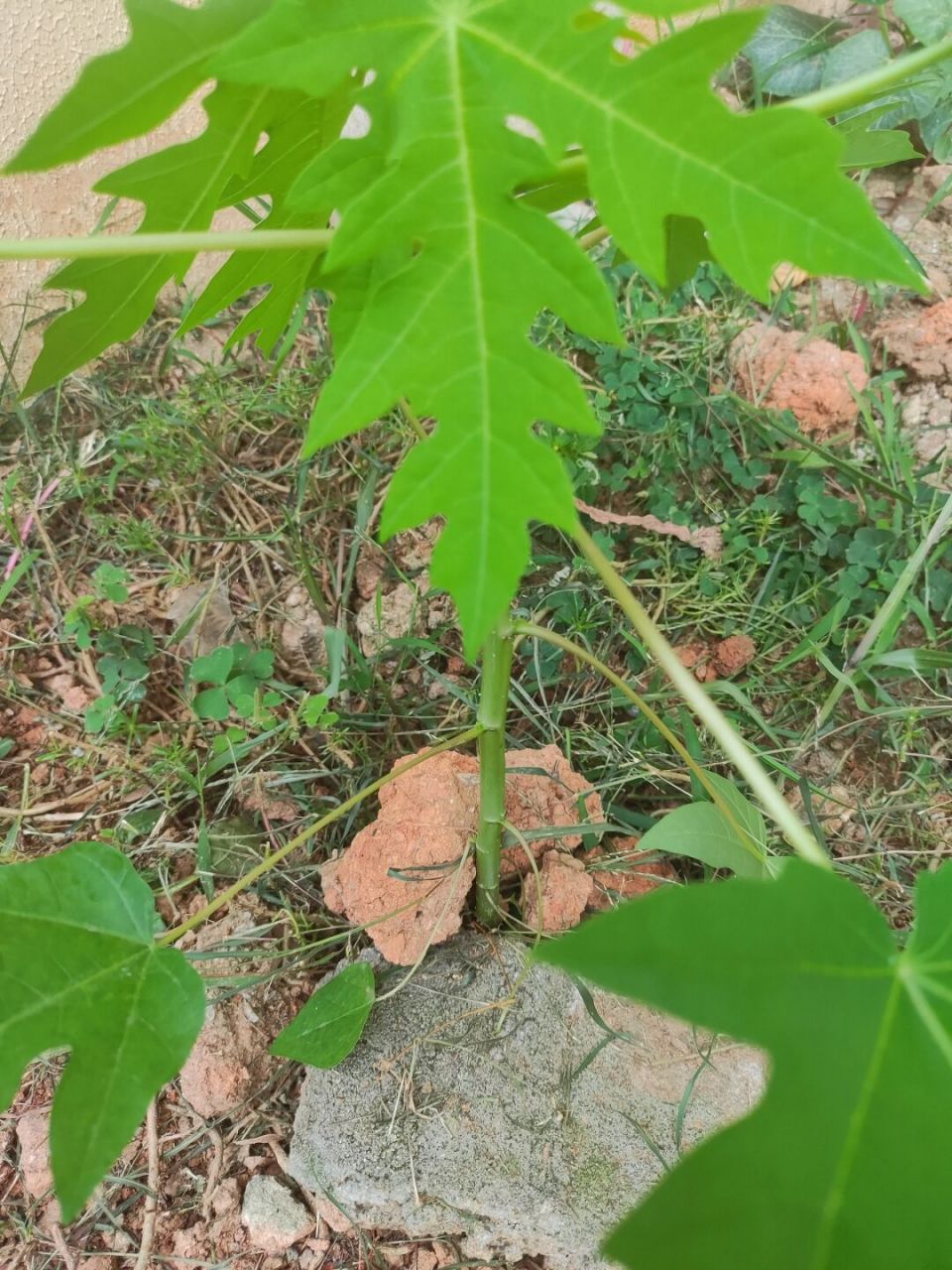 一个样,长的超级快,要赶紧拔掉,不然以后一下子就长成了一颗木瓜树了