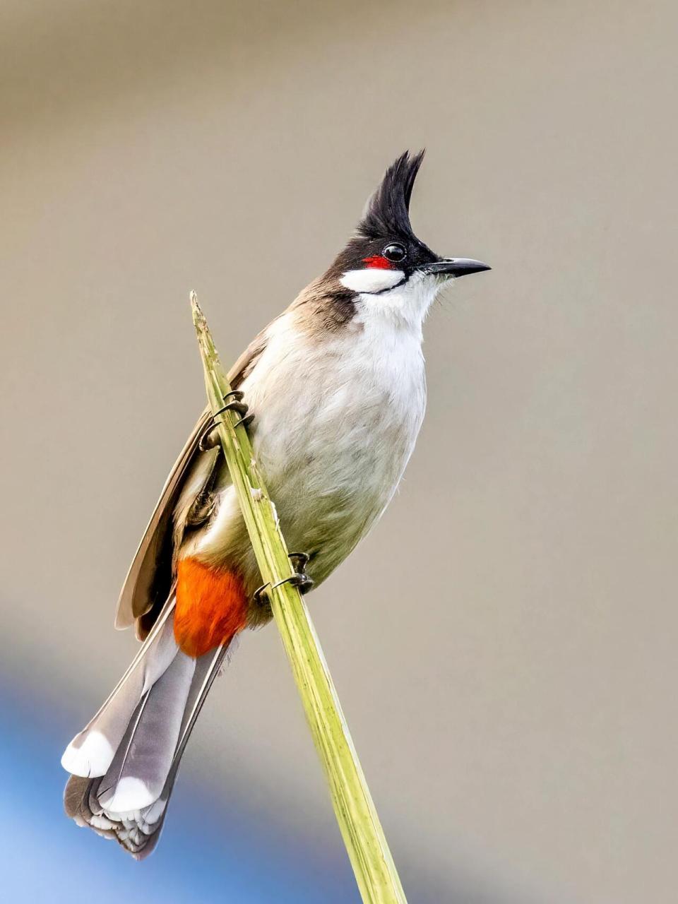 红耳鹎为小型鸟类,体长17-21厘米.