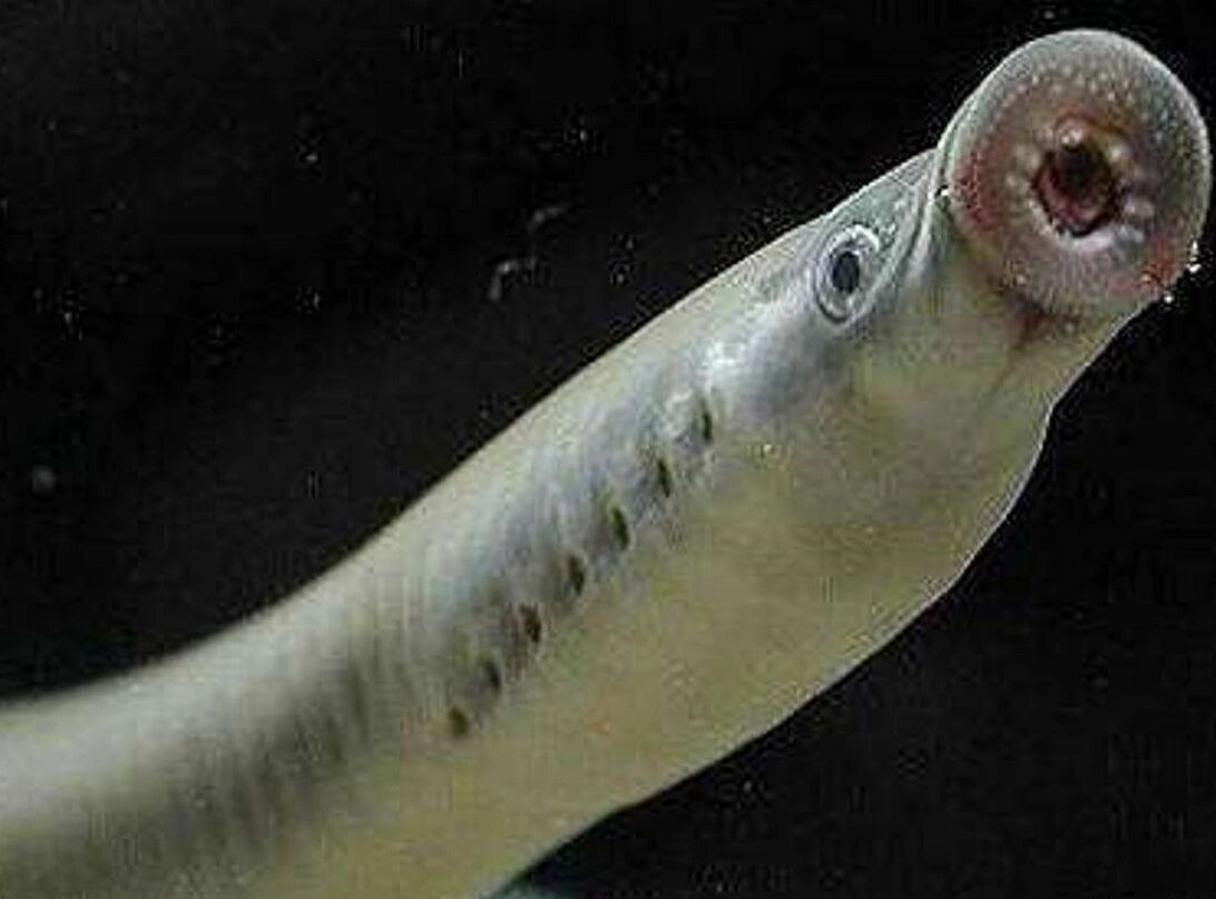 水滴鱼 世界十大怪异的海洋生物之一,水滴鱼因其外貌让人觉得稀奇古怪