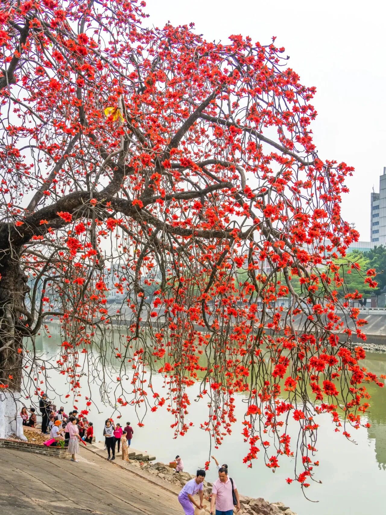 顺德市市花图片