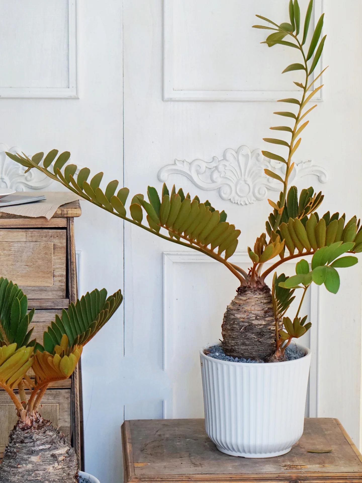 墨西哥铁树| 男友力max 植物简介💌 墨西哥铁,学名鳞秕(bi)泽米铁.