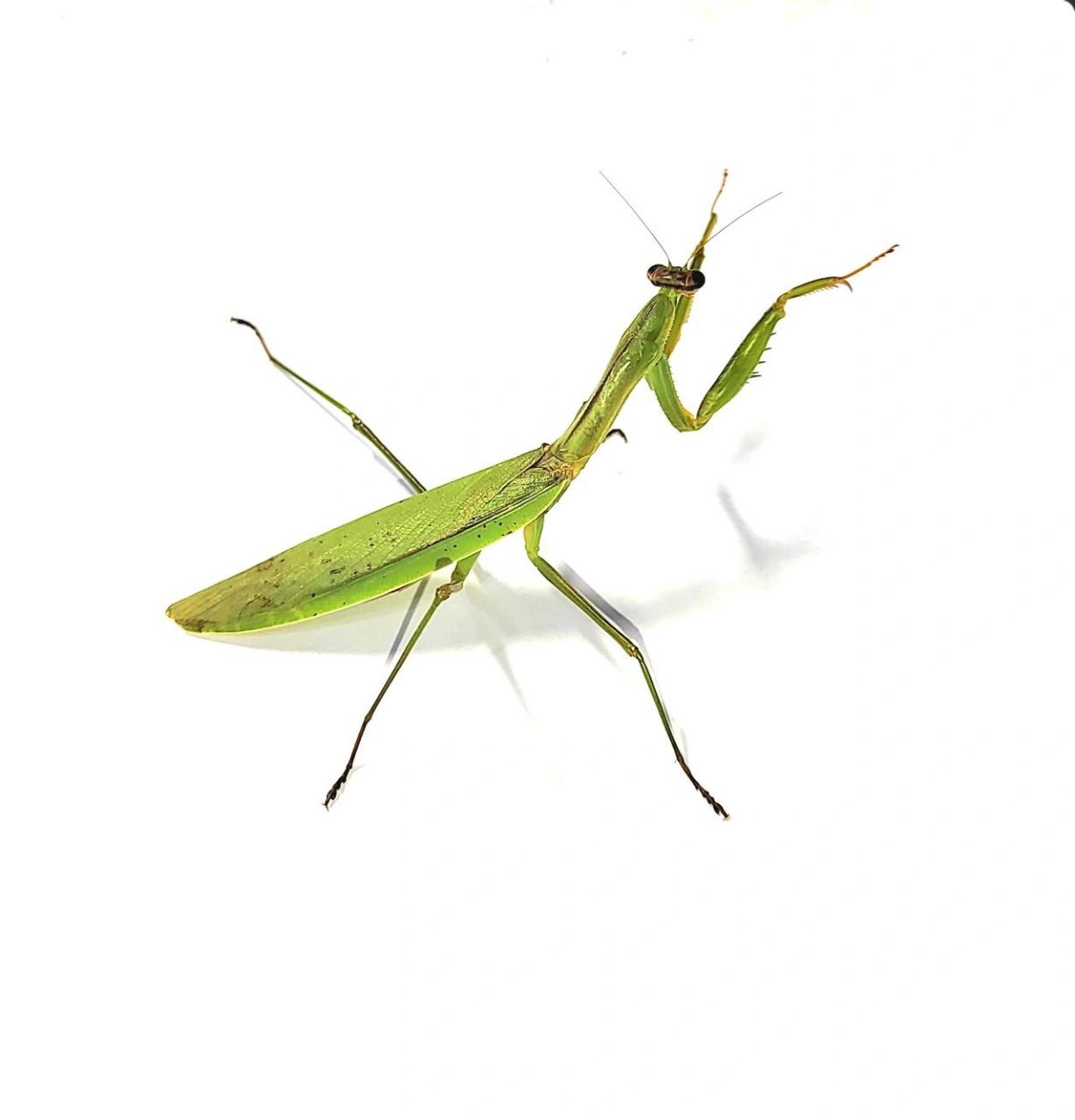 中华刀螳 十一国庆特辑  先祝祖国母亲生日快乐 中华刀螳,中国螳螂之