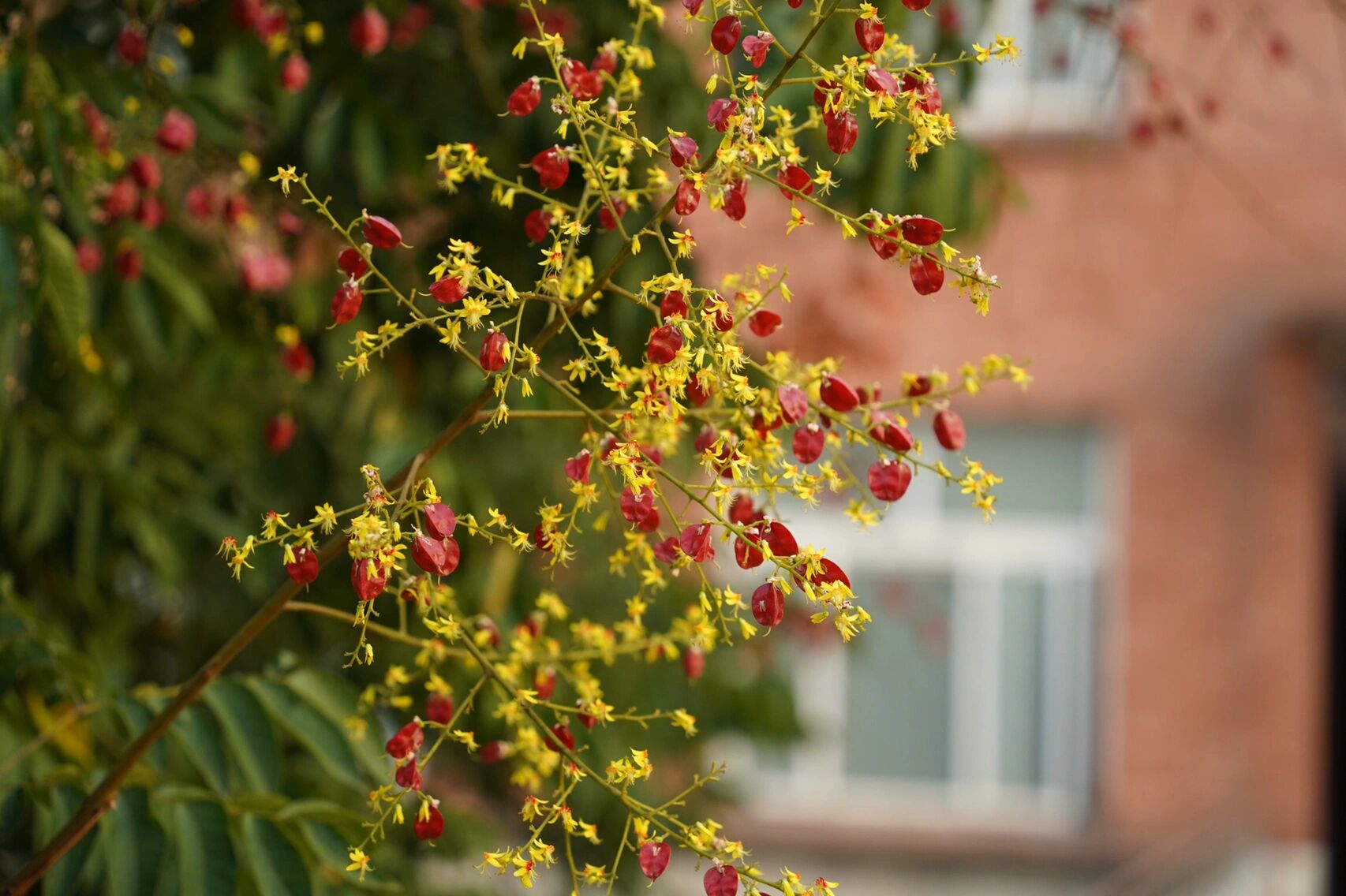 黄山栾树是秋天的"先锋官",挂了红灯笼告诉大家要添衣了.