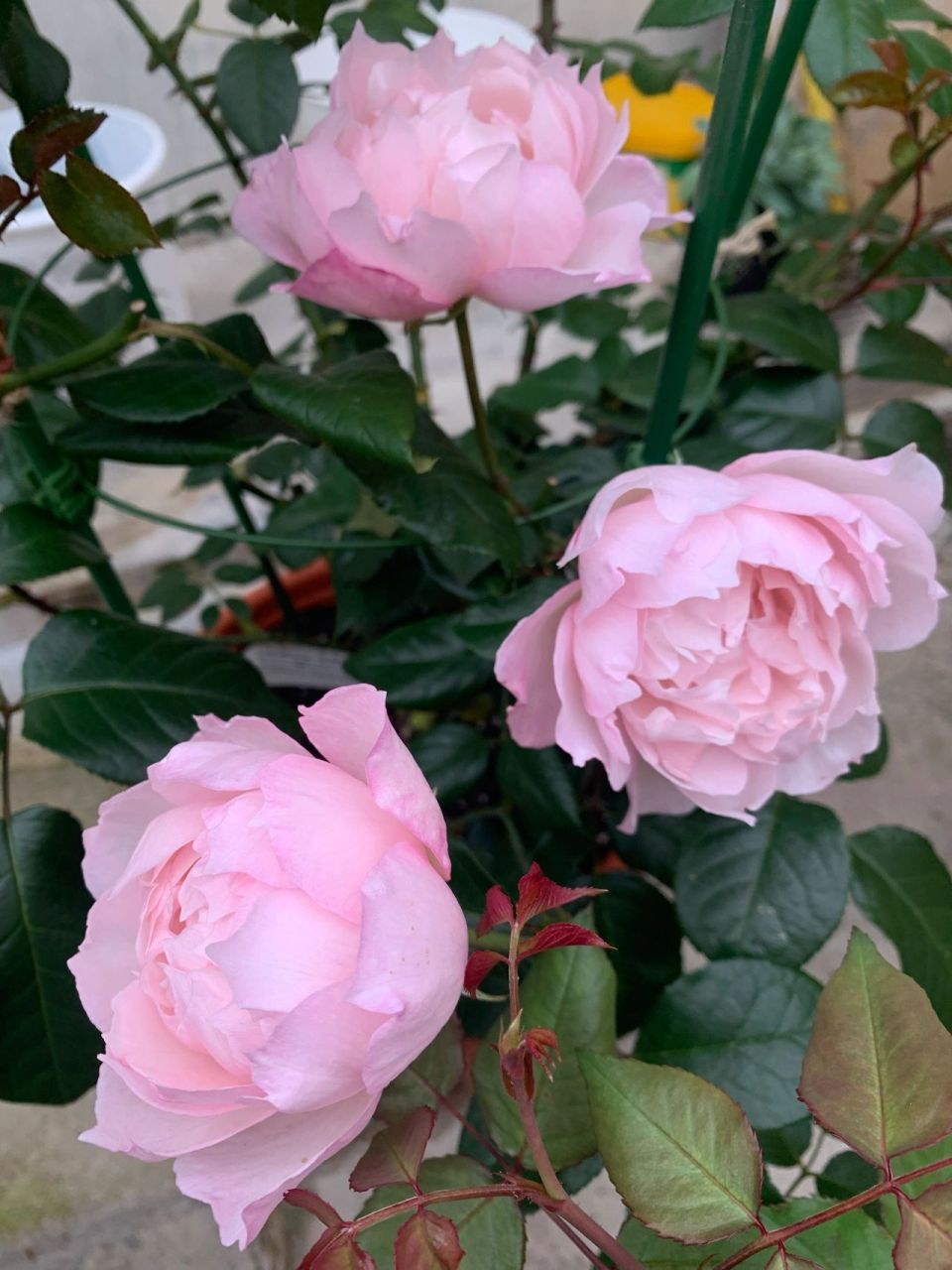 漂亮的月季都是带刺的 慷慨的园丁 boscobel 夏洛特夫人 奥利维亚&不