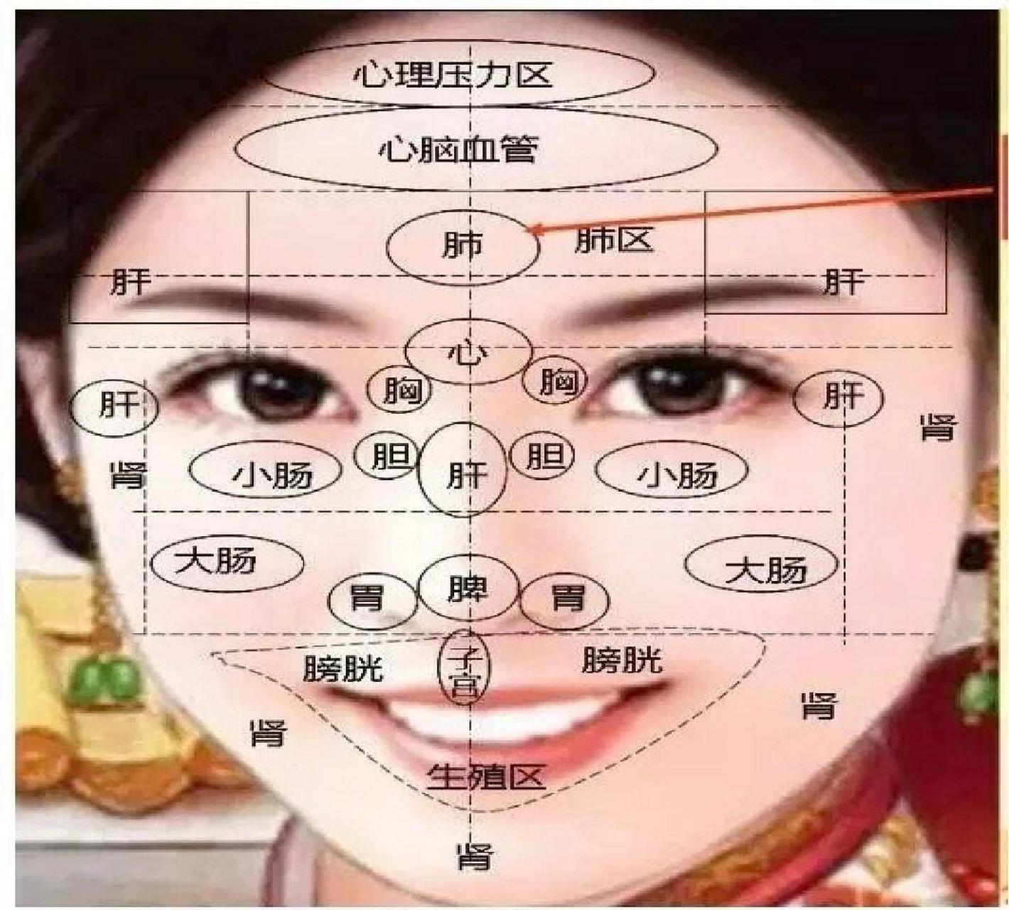 面部脏腑反射区 人体的面部是脏腑的晴雨表.