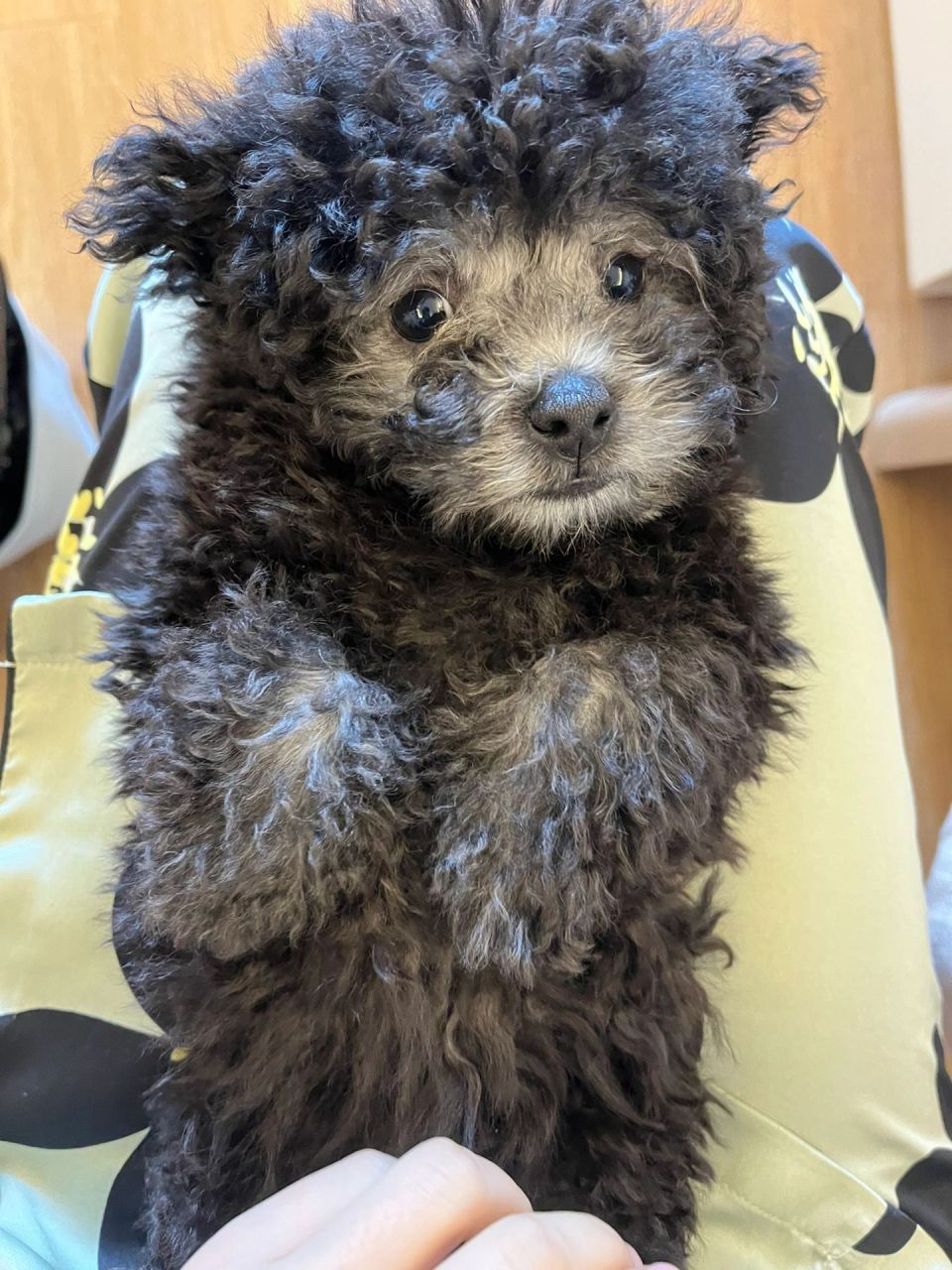 三个月的灰泰迪,几个月可以剃胎毛呀 披着黑色外套的小灰狗,里面已经