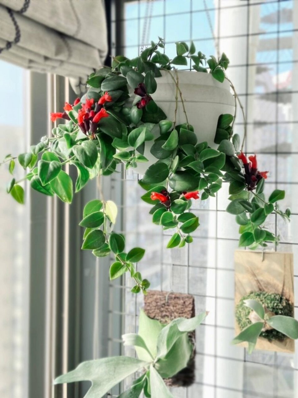 我家封闭阳台的100株植物|(25)口红花 口红花在我家的几年里,每年从